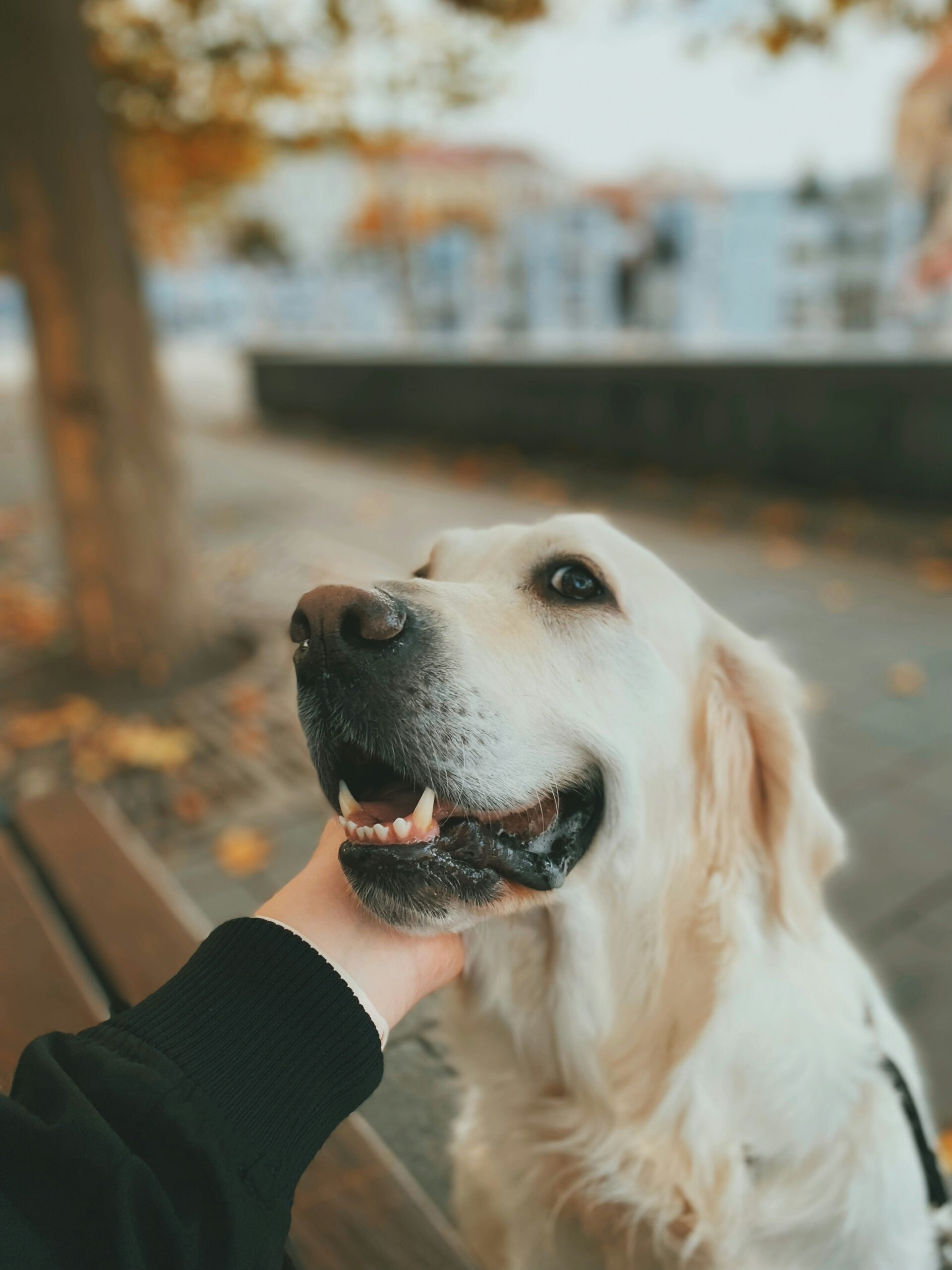 alexandrina-miclea-IraNA9gAt_8-unsplash