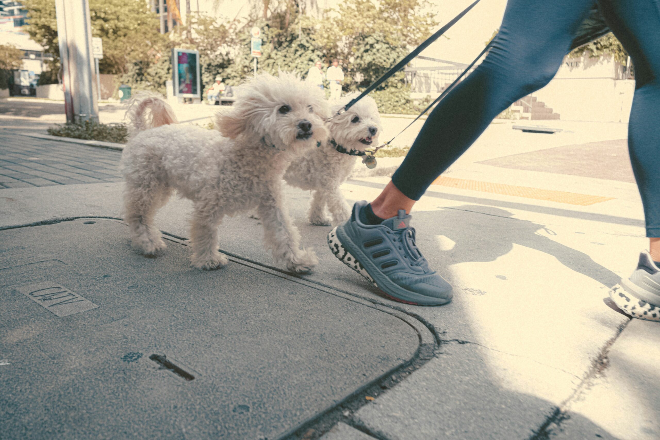 frankie-cordoba-l7sazkmSOgY-unsplash