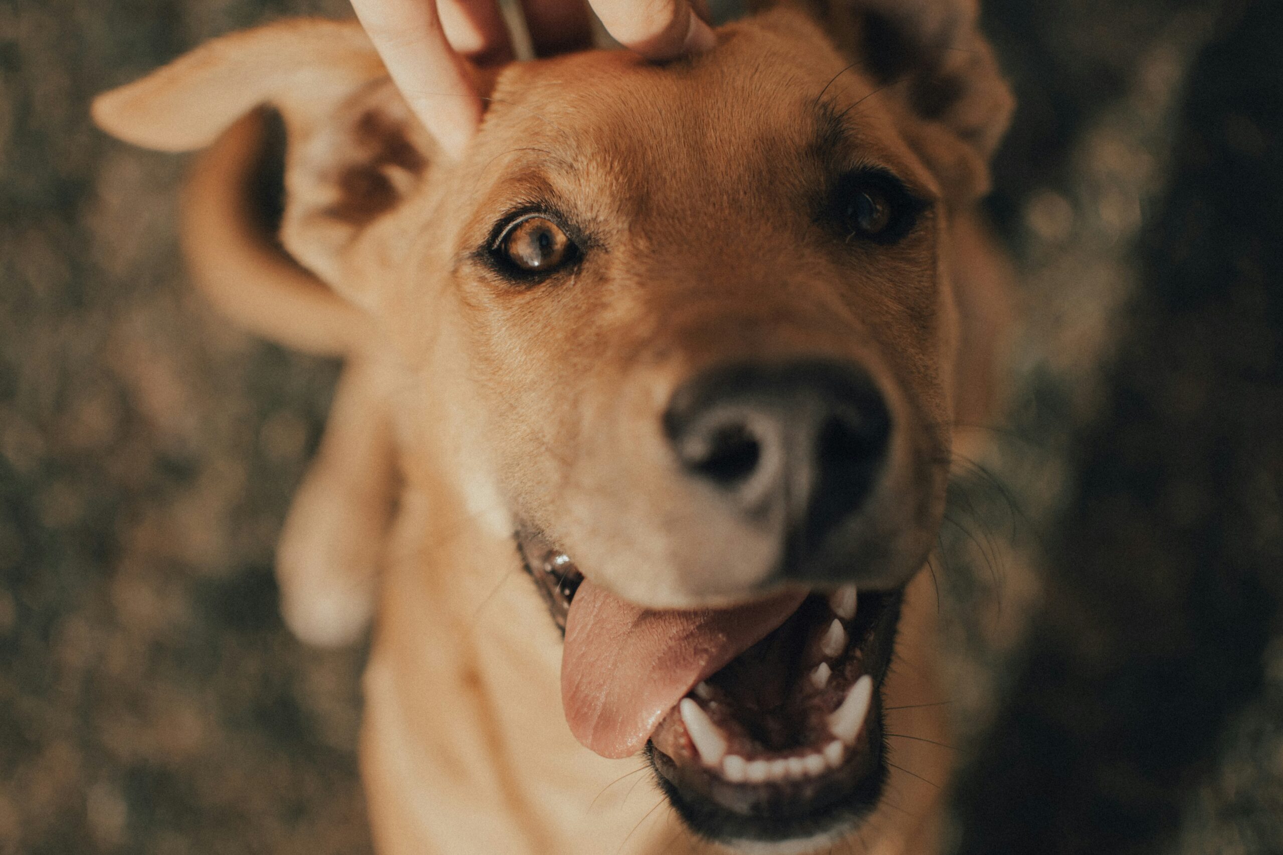 gaspar-zaldo-7n2MxiLJFj4-unsplash