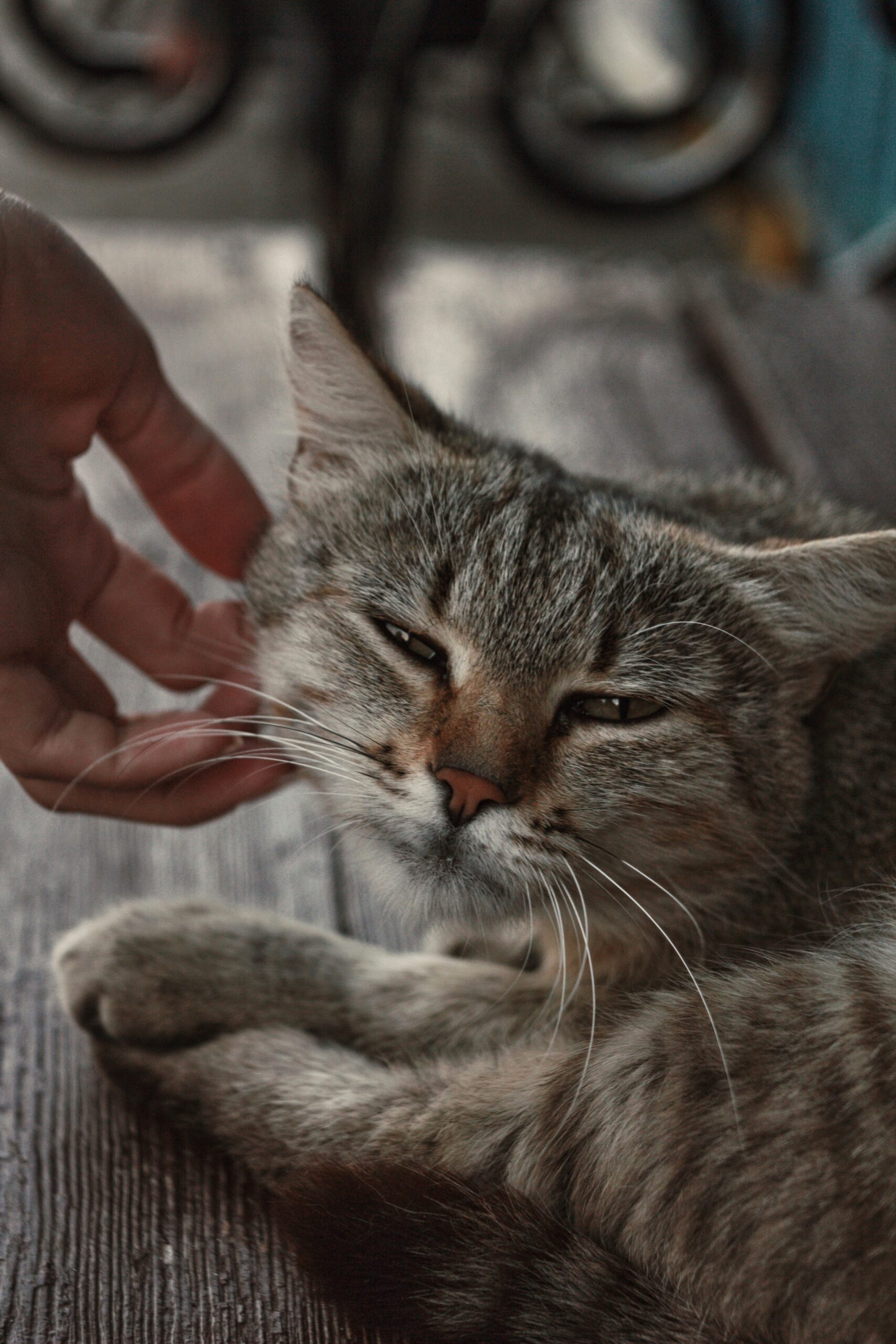 maxim-maksimenko-_jLBQku6JNo-unsplash